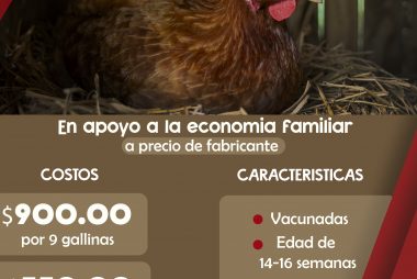 DESARROLLO RURAL | VENTA DE GALLINAS PONEDORAS